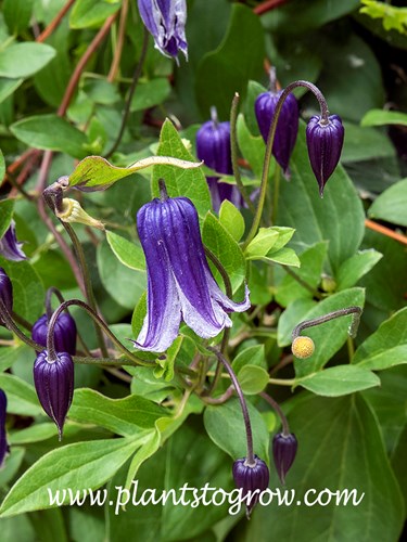 Rooguchi Clematis (Clematis)
